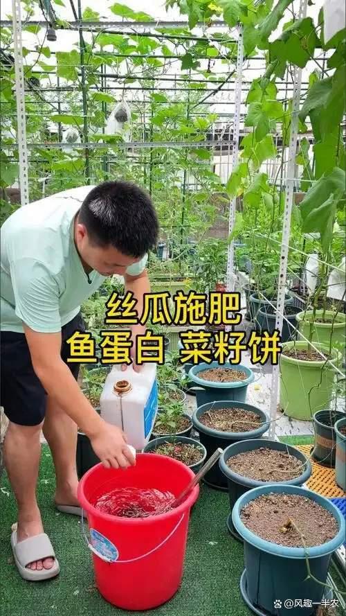 配资行业门户 丝瓜怎样追肥产量高